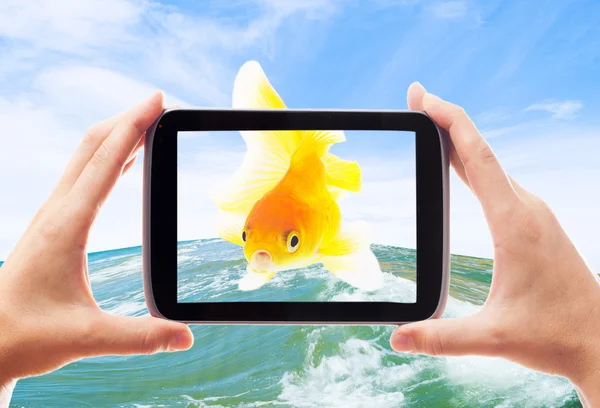 Goudvis en smartphone op de zee — Stockfoto