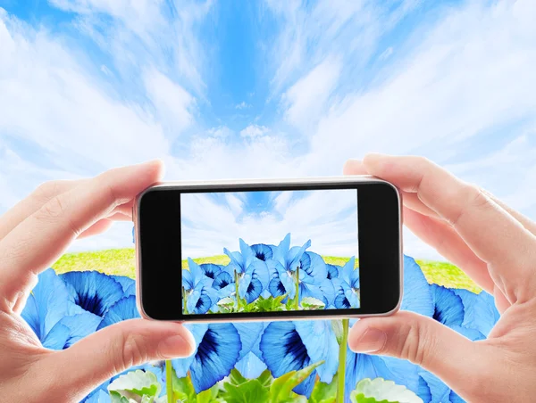 Tomar una foto flores violetas sobre un fondo de cielo azul — Foto de Stock