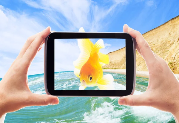 Pesci rossi, tablet elettronico e il mare — Foto Stock