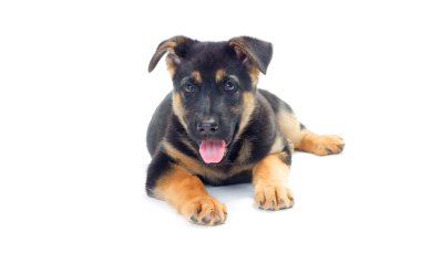 yavru köpek arıyorum