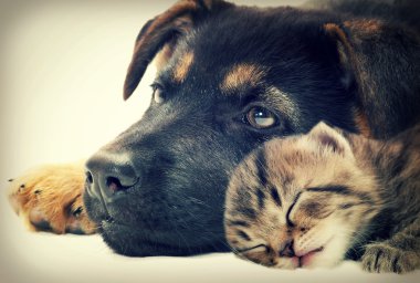 köpek ve kedi