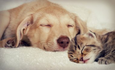 köpek ve kedi
