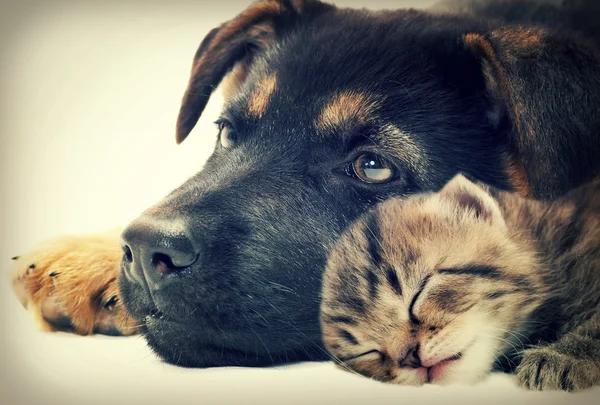Filhote de cachorro e gatinho — Fotografia de Stock
