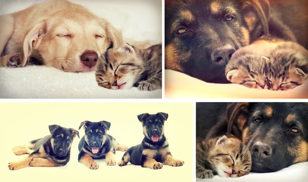 Puppy and kitten — Stock Photo, Image