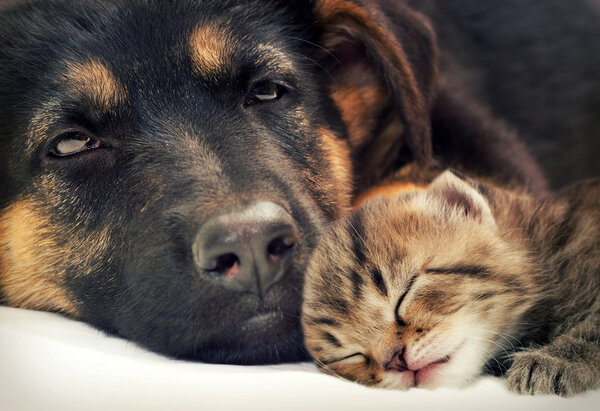 Cachorro y gatito — Imagen de stock Cachorro y gatito Imagen De Stock