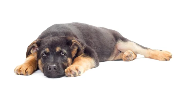 Puppy lying — Stock Photo, Image