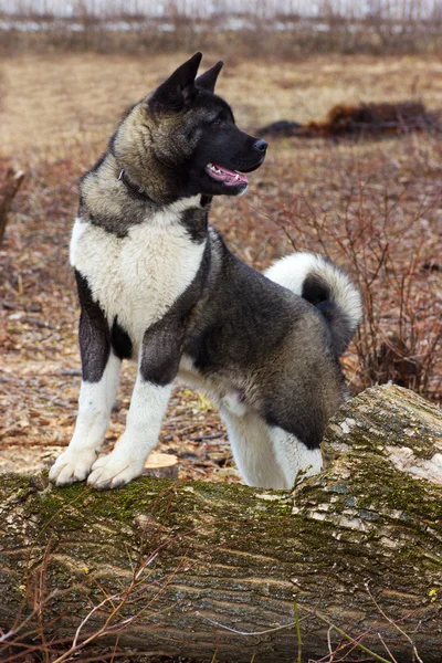 屋外で、秋田犬の犬 — ストック写真