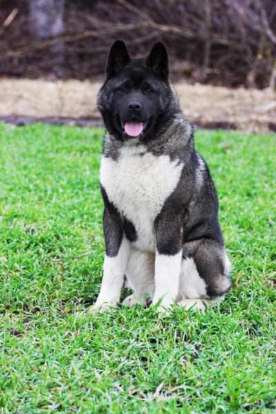 Dog outdoors — Stock Photo, Image