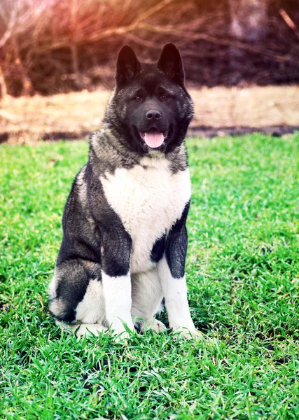 Hermoso perro al aire libre — Foto de Stock