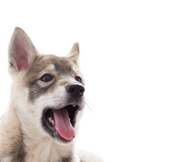 Sibirya husky yavrusu portresi