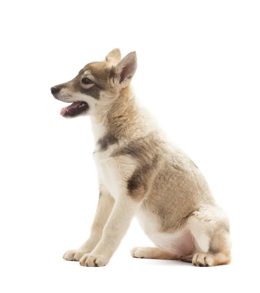 Cachorro Husky siberiano, vista lateral —  Fotos de Stock