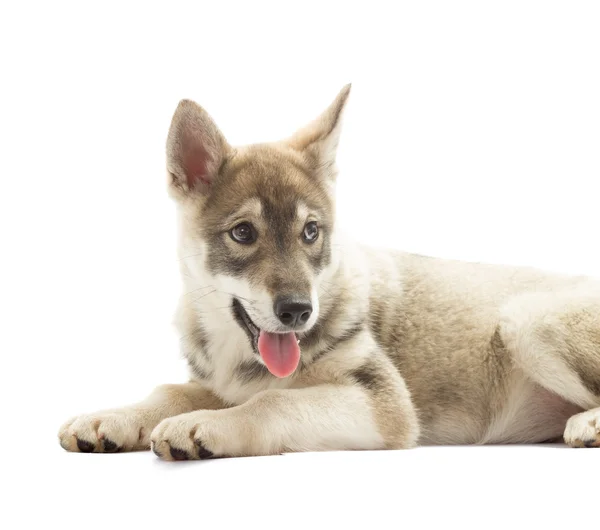 Cane da caccia su uno sfondo bianco isolato — Foto Stock