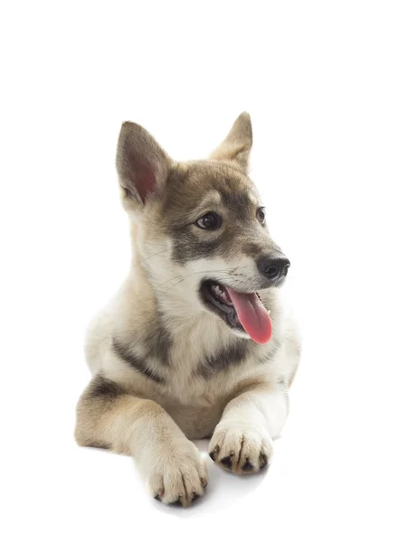 Siberiano husky cachorro con su lengua colgando se encuentra en un blanco —  Fotos de Stock