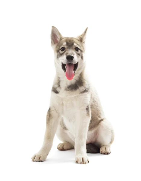 Siberian Husky valp på vit bakgrund — Stockfoto