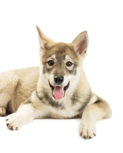 Retrato de un cachorro Husky siberiano sobre un fondo blanco — Foto de Stock