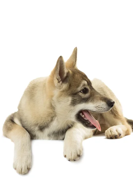 Retrato de un cachorro de husky siberiano con su lengua colgando ou — Foto de Stock