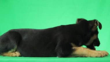 Çoban köpek yavrusu arıyorum