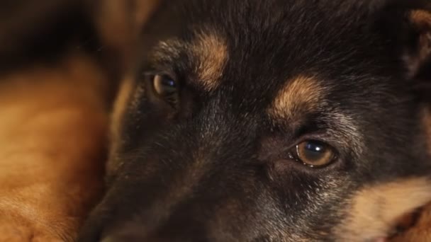 Tysk herde valp hund — Stockvideo