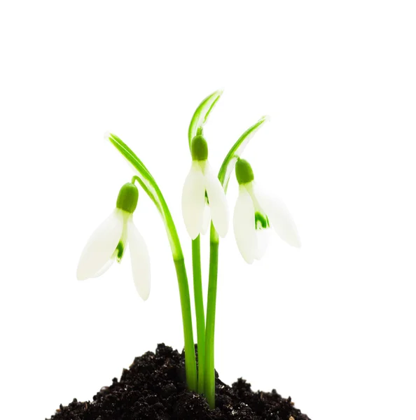 Snowdrop op een witte achtergrond geïsoleerd — Stockfoto