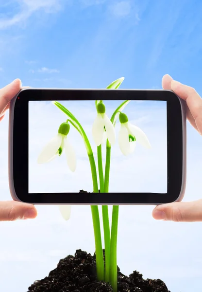 Tomen la foto las gotas de nieve las flores sobre el fondo del cielo — Foto de Stock