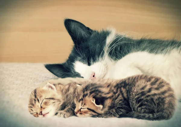 Kočky a koťata — Stock fotografie