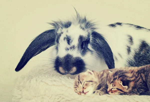 ウサギと子猫がベッドの上 — ストック写真