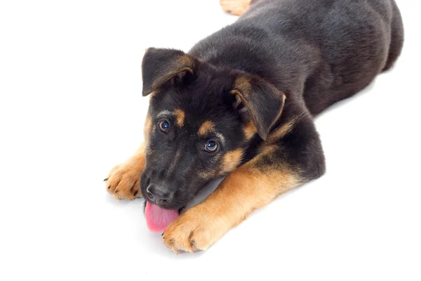 Cachorro con lengua —  Fotos de Stock