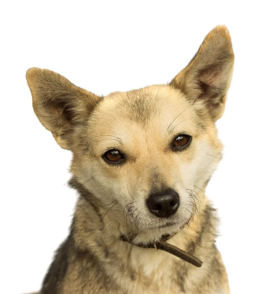 Dog on a white background — Stock Photo, Image