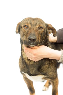 Beyaz bir arka plan üzerinde köpek