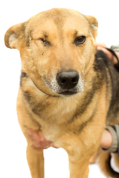 Hond gehandicapten — Stockfoto