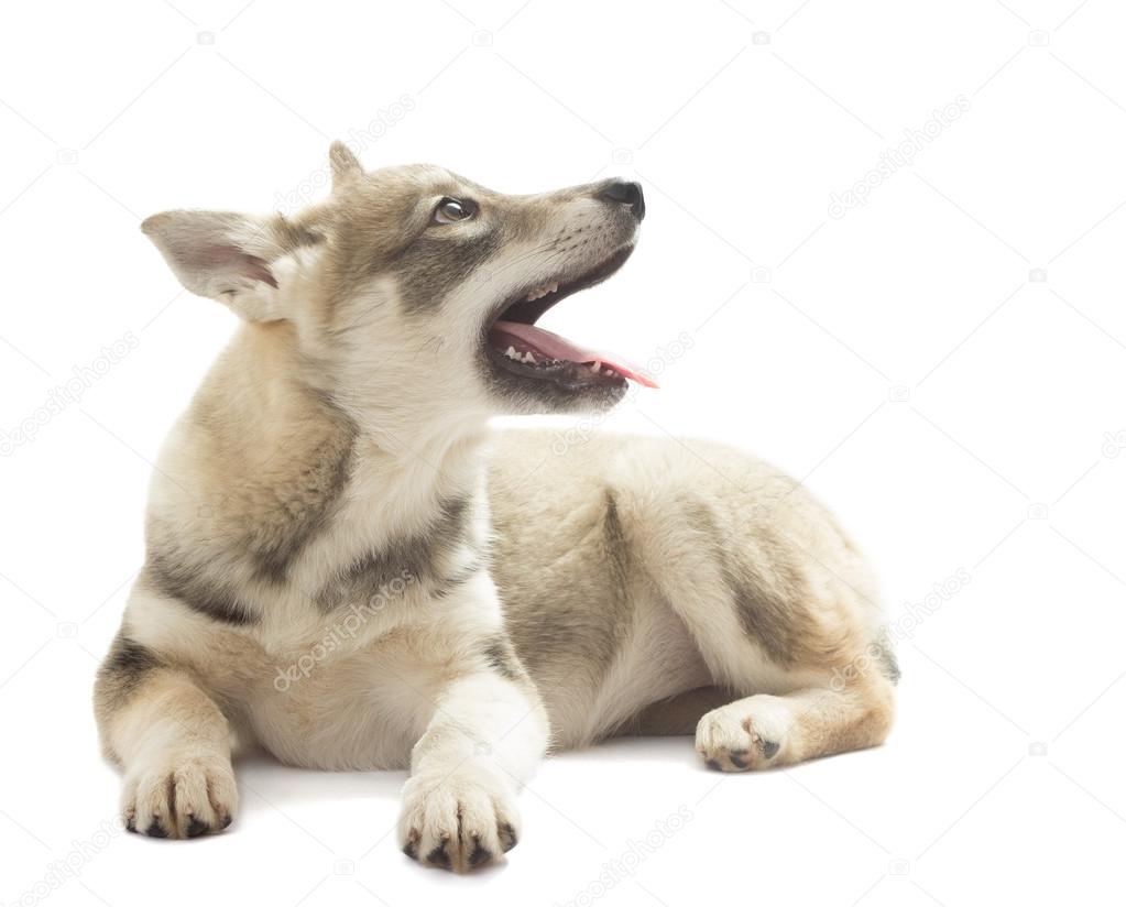 Siberian Husky with his tongue hanging out on a white background