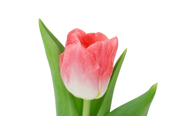 Tulipán flor aislada sobre fondo blanco, primer plano — Foto de Stock