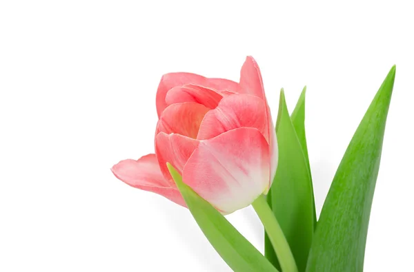 Tulipán flor sobre un fondo blanco aislado — Foto de Stock