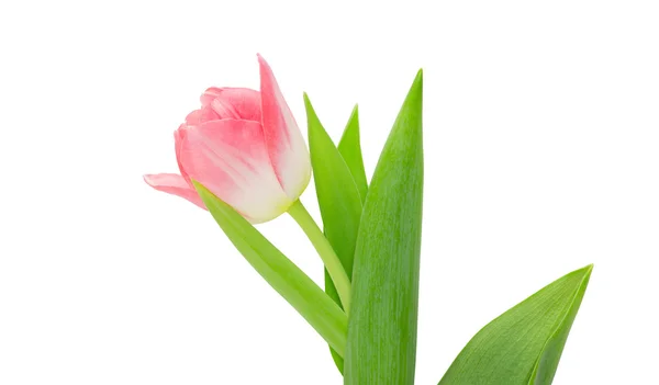 Tulipán rojo sobre fondo blanco aislado — Foto de Stock