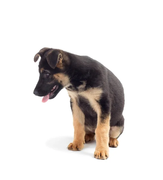 German Shepherd cachorro mira sobre un fondo blanco aislado — Foto de Stock