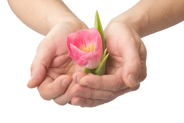 Manos humanas con una flor sobre un fondo blanco aislado — Foto de Stock