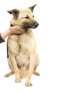 bir köpek okşayarak
