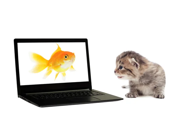 Gatinho, laptop e peixinho dourado em um fundo branco isolado — Fotografia de Stock