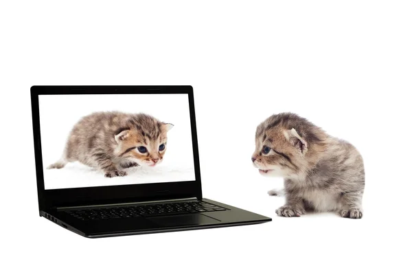 Kitten and laptop on a white background isolated — Stock Photo, Image