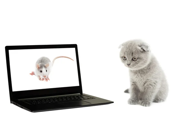 Gato, rato e laptop em um fundo branco isolado — Fotografia de Stock