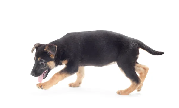 Schäferhund Welpe zu Fuß auf weißem Hintergrund isoliert — Stockfoto