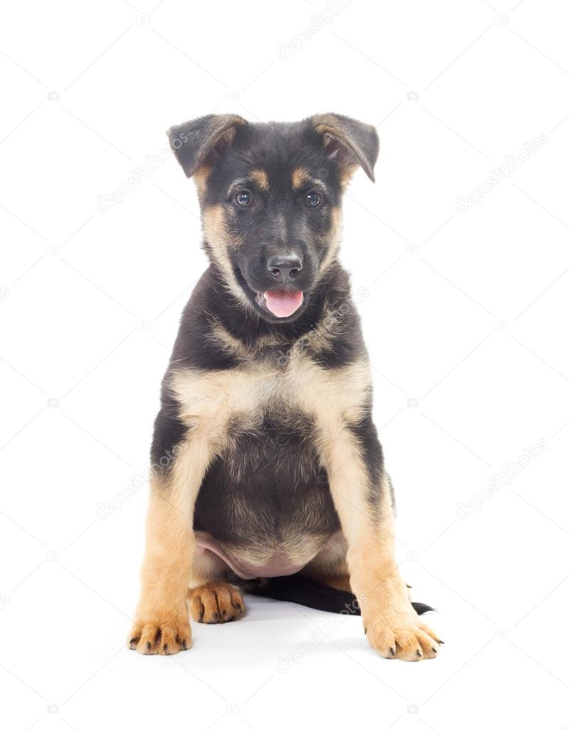 cheerful Shepherd puppy on a white background isolated