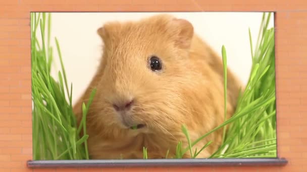 Guinea pig eating grass — Stock Video