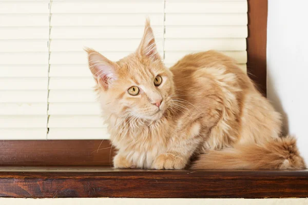 Gato en un alféizar de ventana — Foto de Stock