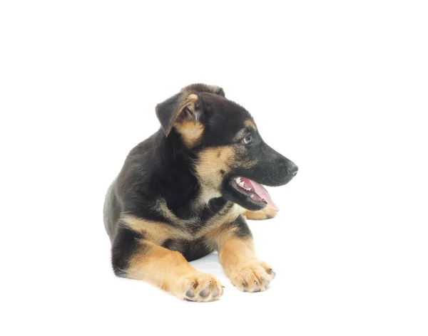 Pastor cachorro sobre un fondo blanco — Foto de Stock