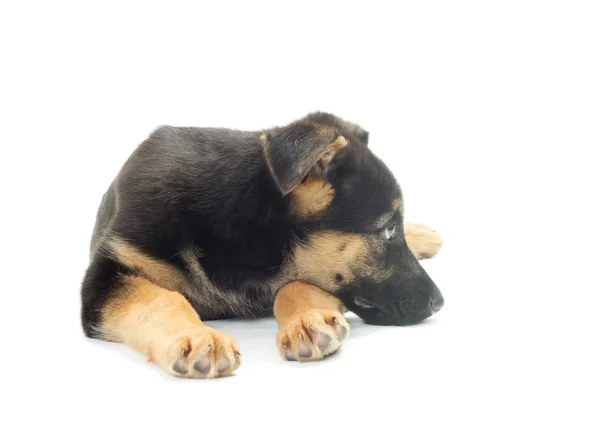 Trauriger Welpe Schäferhund auf weißem Hintergrund — Stockfoto