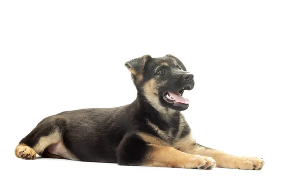 Cachorro pastor alemán sobre un fondo blanco aislado — Foto de Stock