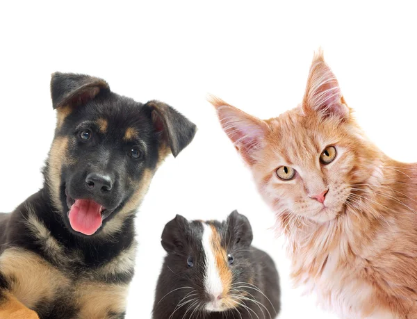 Kitten and puppy and guinea pig looking — Stock Photo, Image