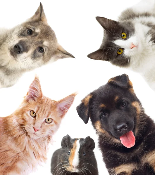 Kitten and puppy and guinea pig looking — Stock Photo, Image