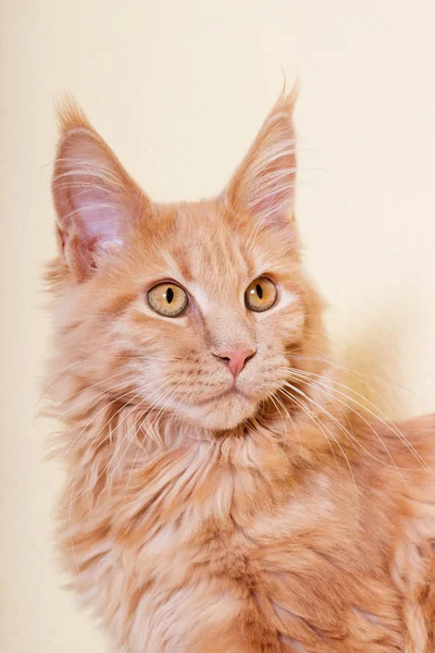 Maine Coon kitten watching — Stock Photo, Image